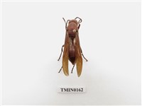 藏品(蜂)的圖片